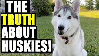 The TRUTH About Owning A Siberian Husky!!! by Sixty Formula 387,962 views 1 year ago 6 minutes, 25 seconds