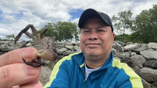 How to catch a crabs for black fish/ tautog bait 