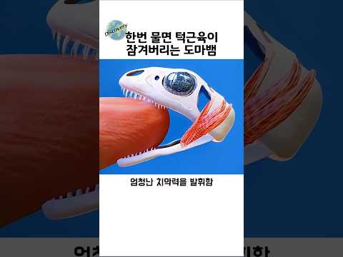 한번 물면 잠겨버리는 턱을 가진 토케이 게코 thumbnail