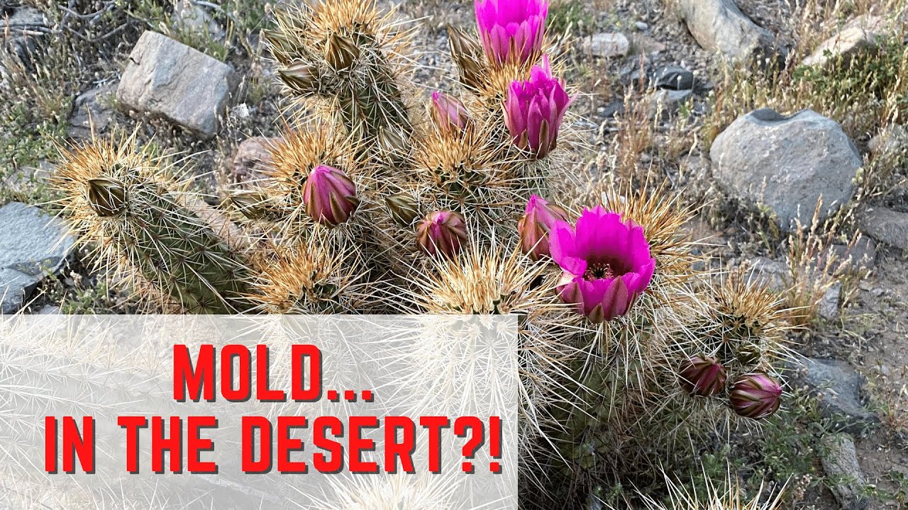 Mold...in the desert? YouTube
