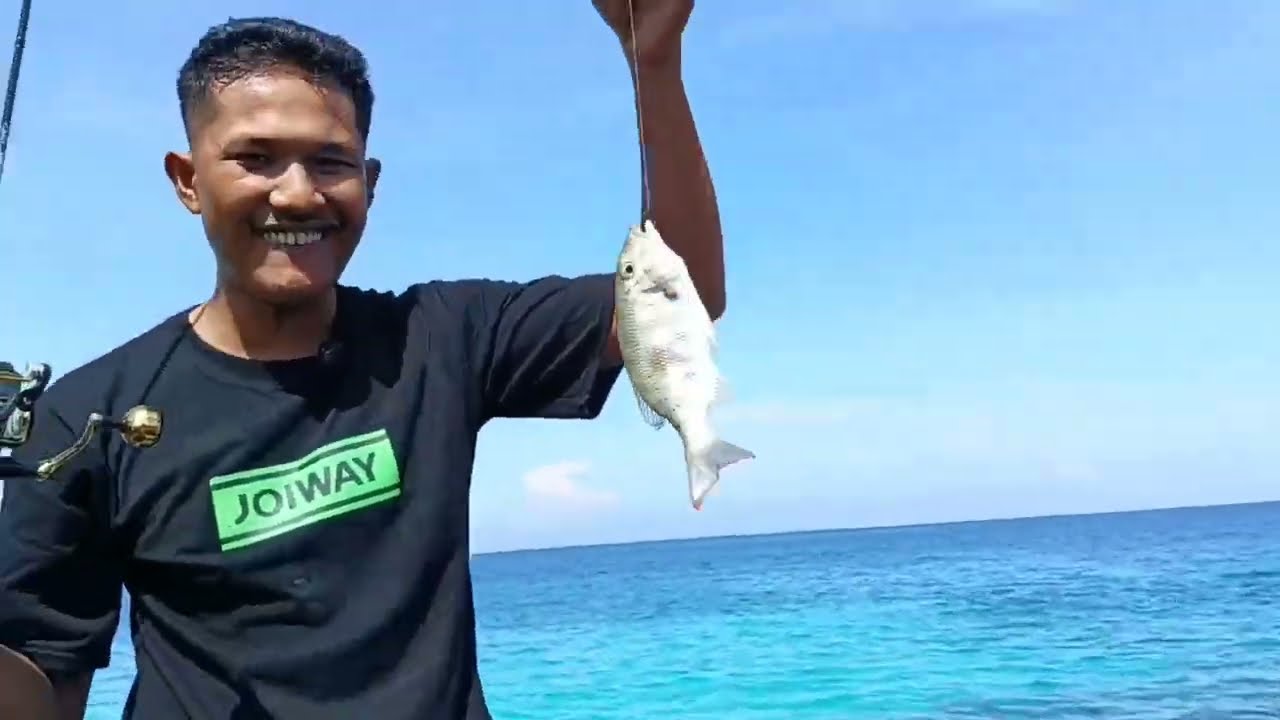 Mancing ikan kakap putih, umpan udang hidup‼️