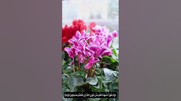 سورة البقرة (من الآية 22 إلى الآية 24 ) - Surat al baquara