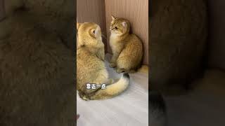 【牛奶是只猫】什么声音？？？