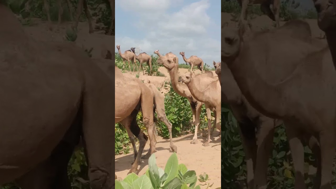 Camels of Tharparkar 