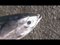 クエのエサ　ソウダガツオは春先に回遊して釣れる事も　和歌山　釣太郎
