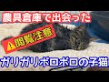 ⚠️閲覧注意　農具倉庫でまたガリガリ、ボロボロの子猫を保護しました【子猫】【保護猫】