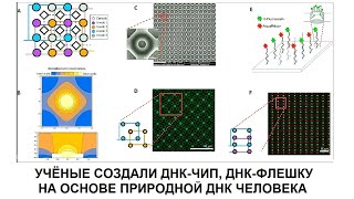 УЧЁНЫЕ СОЗДАЛИ ДНК-ЧИП, ДНК-ФЛЕШКУ НА ОСНОВЕ ПРИРОДНОЙ ДНК ЧЕЛОВЕКА.