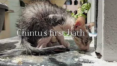 Video 10430141: hilarious animal compilation, funniest cats