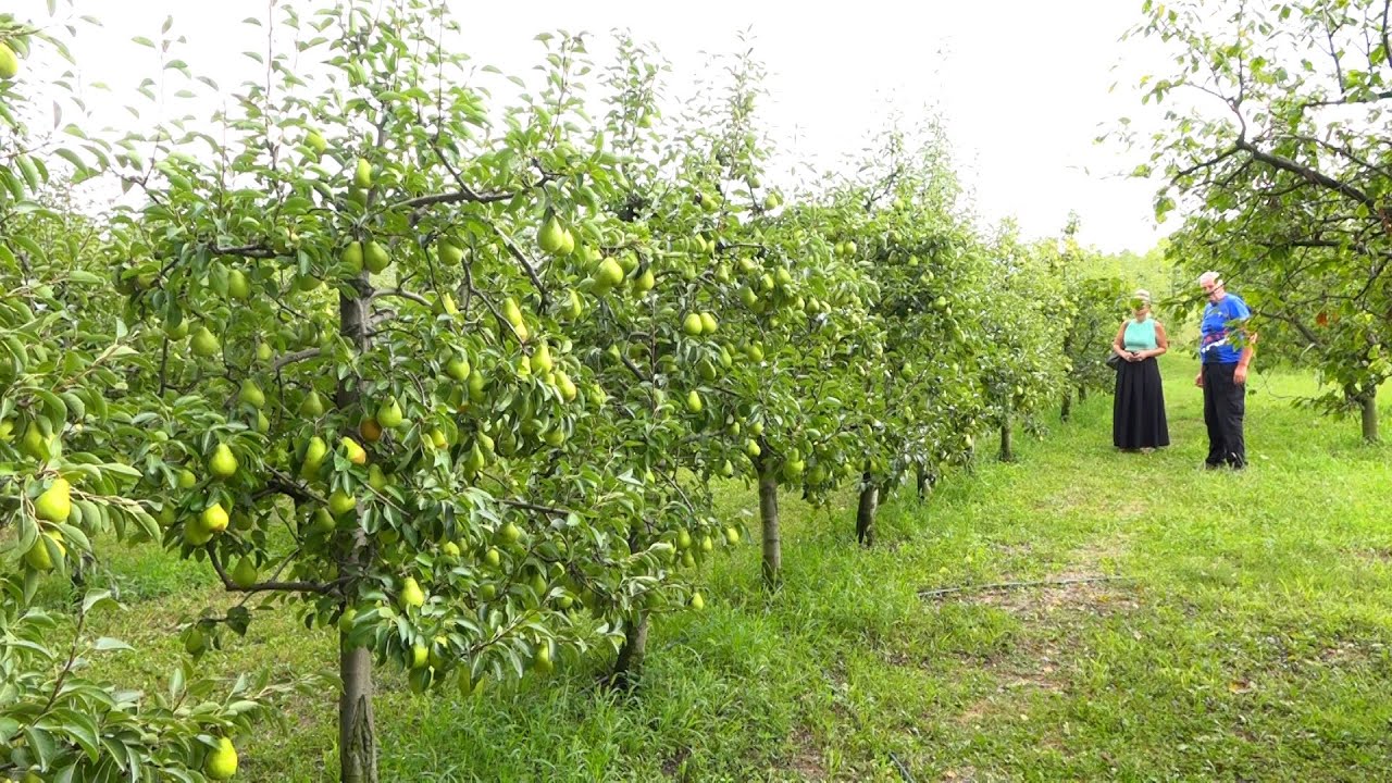 Viljamovka, najtraženija kruška na tržištu, bogato rodila