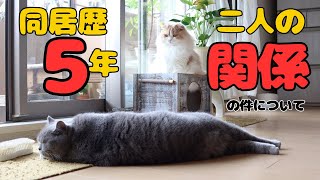 【猫の多頭飼い】二匹の猫たちは一緒に5年も暮らすとこうなっちゃうんですｗ by 今日も  ねこ曜日 802 views 3 weeks ago 7 minutes, 58 seconds