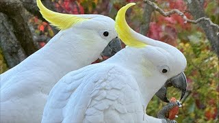 Birds go WILD in Australia Live!