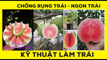 Cách tạo tàn ỔI RUBY chống rụng trái