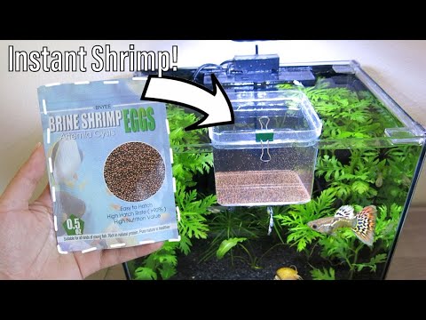 How to Hatch Brine Shrimp Eggs with NO Equipment | NO Air Pump Easy Setup