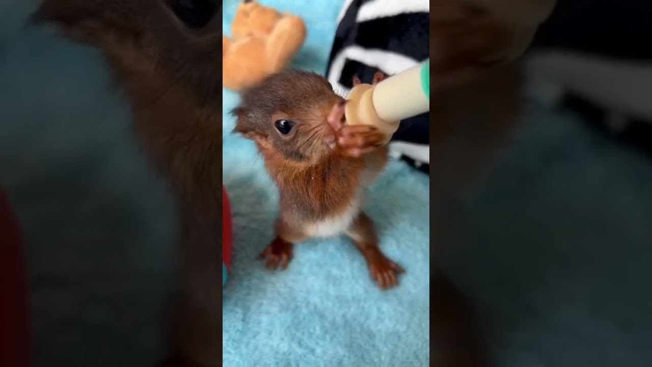 Bottle Feeding Baby Squirrel shorts youtubeshorts babysquirrel YouTube