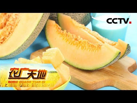 《农广天地》 20190718 哈密瓜沙滩种 山坡芒果有不同| CCTV农业