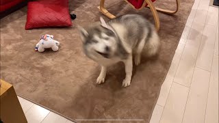 Siberian Husky spins when called by name