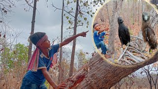 A boy walking in the forest sees an eagle's nest#babybird #wildlife #birds #birdphotography