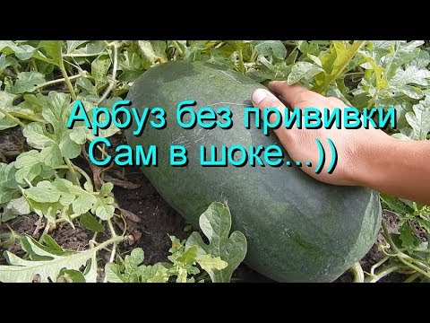 Арбуз без прививки. Сам в шоке ))