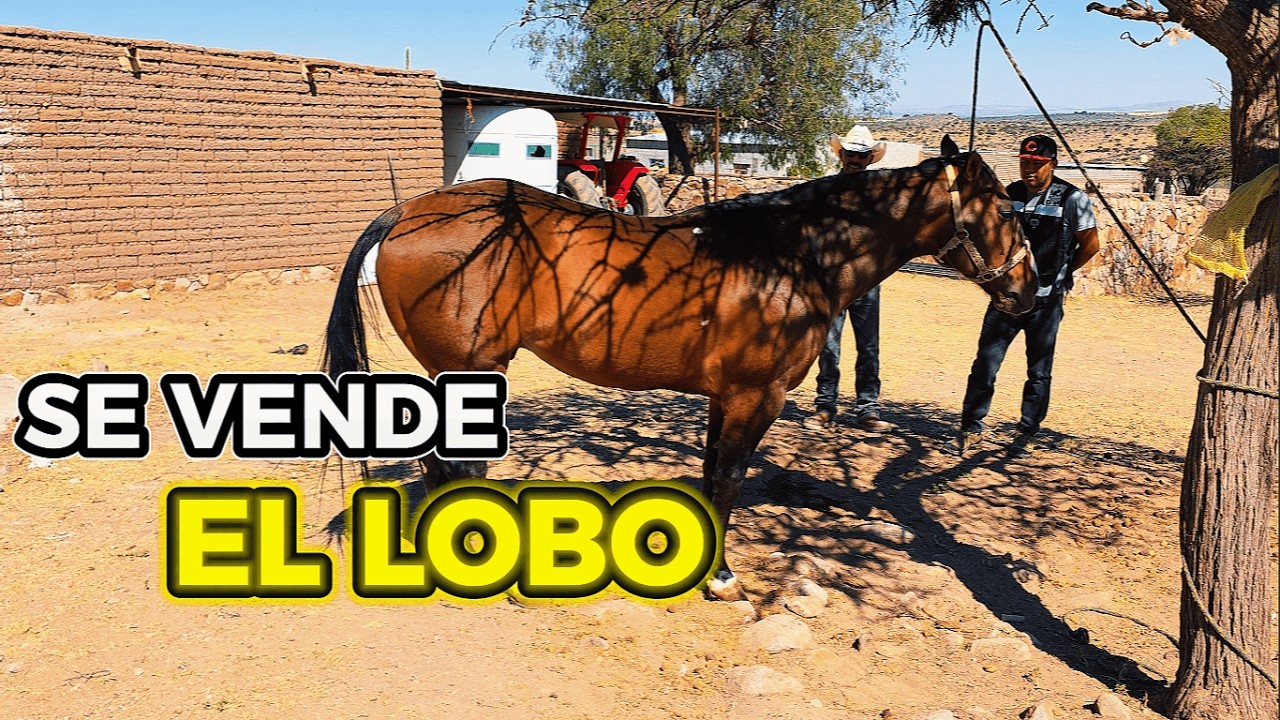ESTE CABALLO ES MUY MANSO PERO TENGO QUE VENDERLO