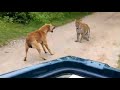 Leopard vs dog who will win?  Jhalana safari park Jaipur