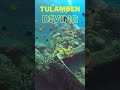 Bali Diving Tulamben