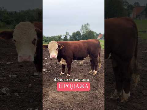 Продаю клона Эхнатона! Бык 14 мес #герефорд #порода #продажа #покупки #племя#ферма #farming #класс