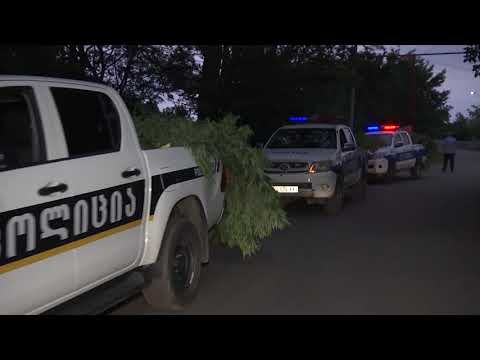 პოლიციამ 36 ძირი მარიხუანა ამოიღო რომელიც 3 პიკაბზე ძლივს დაეტია