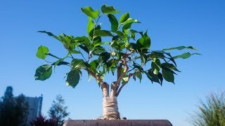 Weeping Fig Ficus benjamina indoor fusion bonsai, maintenance prune - August 2017 Weeping Fig Ficus benjamina indoor fusion bonsai, maintenance prune - August 2017