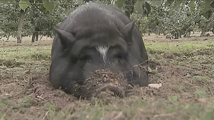 Irene - The Apple Orchard Pig