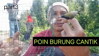 PIKAT BURUNG KOLIBRI SEPAH RAJA PALING MUDAH