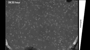 Generation of stable orthogonal gradients of chemical concentration and substrate stiffness in...