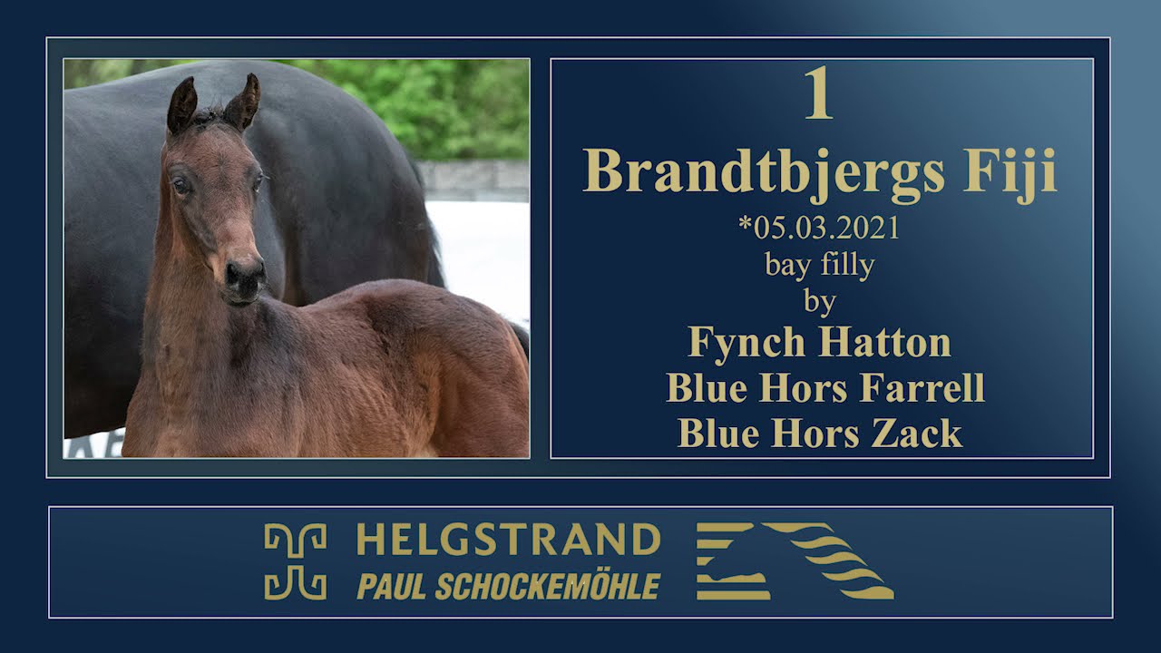 Stallions Fynch Schockemöhle | GmbH | | Pferdehaltung Hatton Paul Stud farm