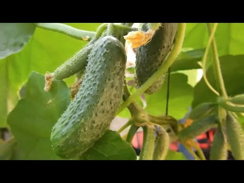 Vídeo: Pepino Marinda. Segredos de uma boa colheita