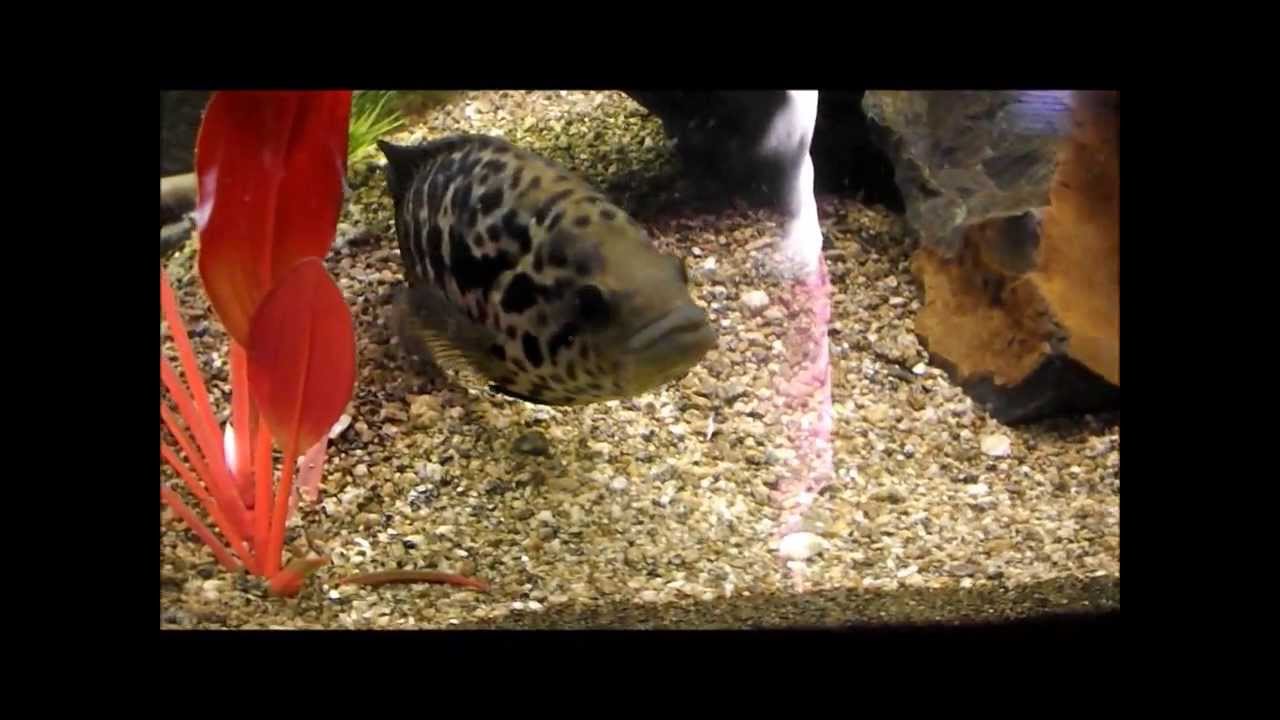 silver arowana length American Cichlids/ 55 gallon African cichlids