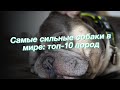 Самые сильные собаки в мире: топ-10 пород