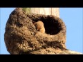 EVOLUCIÓN DE LA CONSTRUCCIÓN DE UN NIDO DE HORNEROS EN MAGDALENA, PCIA DE BS AS