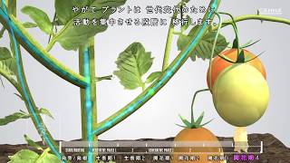 CANNA COCO 日本語版