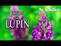 Multiplier des lupins