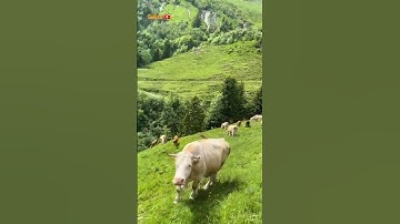قرآن كريم بصوت الشيخ المنشاوي
