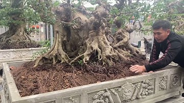 Cách mà nghệ nhân tạo ra bộ rễ cây và tạo dáng cây cảnh đẹp