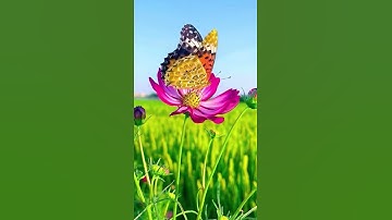 تلاوة خاشعة...عبدالباسط عبدالصمد