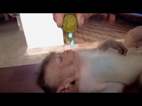 Lemon vs cat