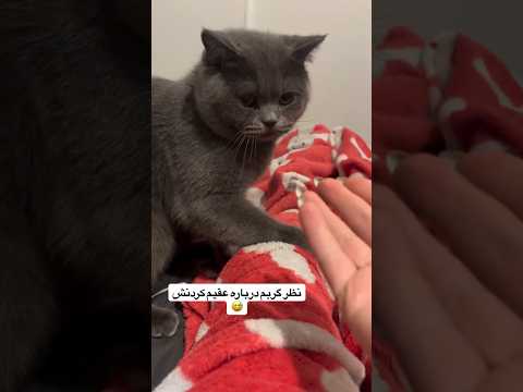 میگه وقتی نظر گربه مو درباره عقیم کردن پرسیدم When I Asked My Cat S Opinion About Neutering