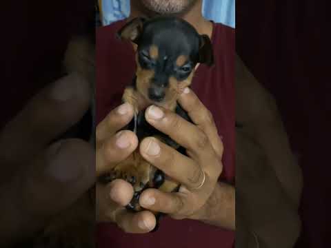 muito lindo, filhotinho