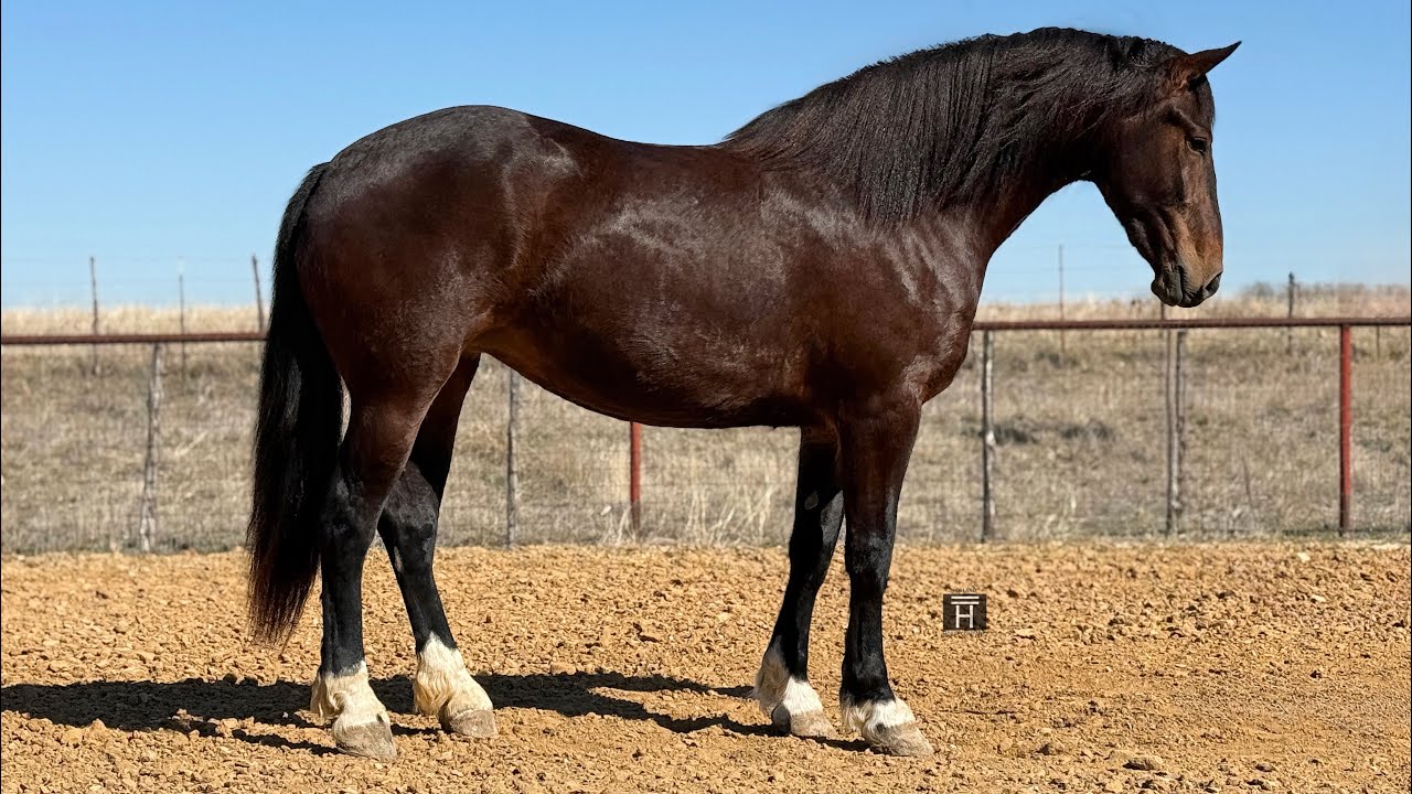 Monarch - 2023 Draft Cross Mare