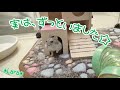 子ハムちゃん達の部屋んぽ中、実はずっと隣の部屋んぽ場にいたジャンガリアンブルーサファイアハムスター