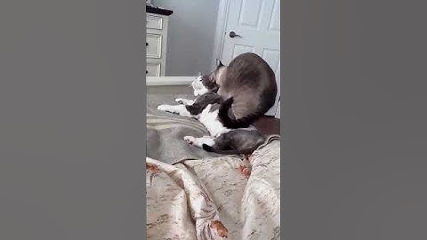 Cat Massage Gone Wrong