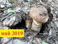 Где и когда собирать грибы весной подберезовики бабки в Украине под Киевом май 2019