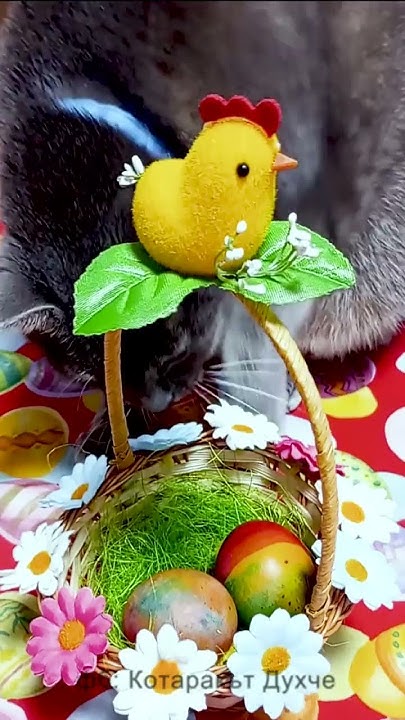 ЧЕСТИТ 11-ти РОЖДЕН ДЕН, ДУХЧЕ! #cat #funny #котки #смешникотки # ...