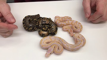 2018 Ball Pythons #25  Planning long term projects, Bongos and Lavender combos!